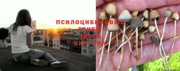 крисы Медногорск